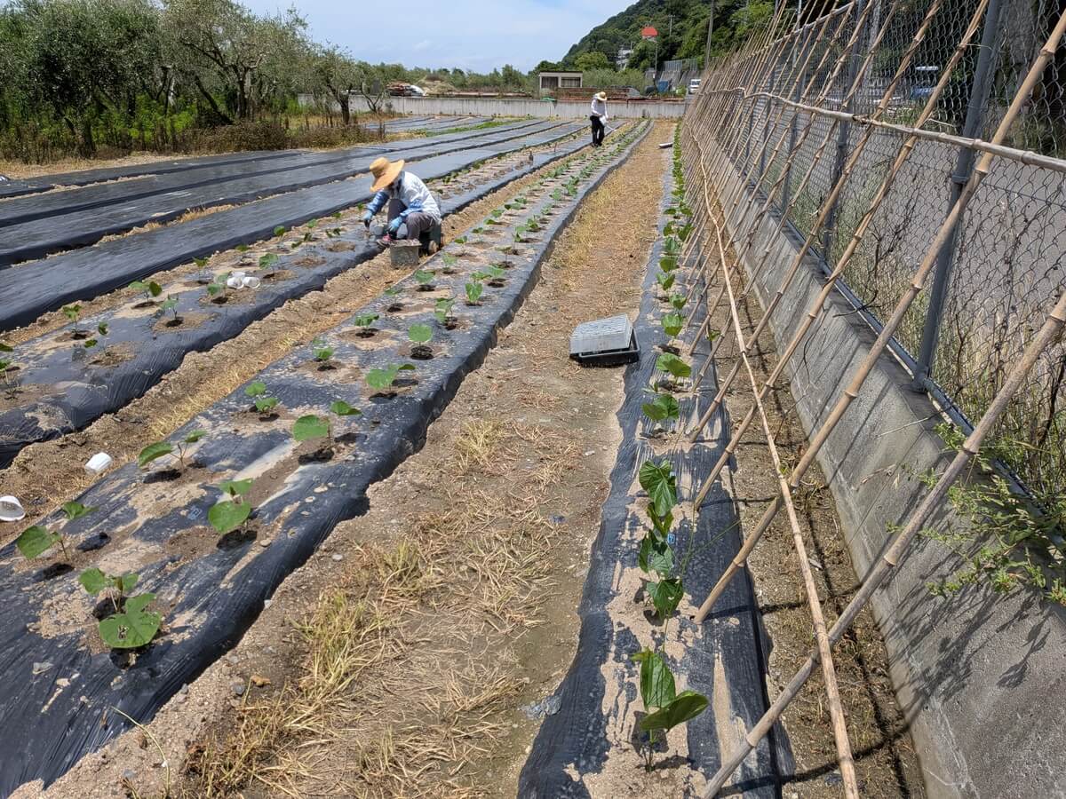 「赤なた豆」と「白なた豆」を育てます！